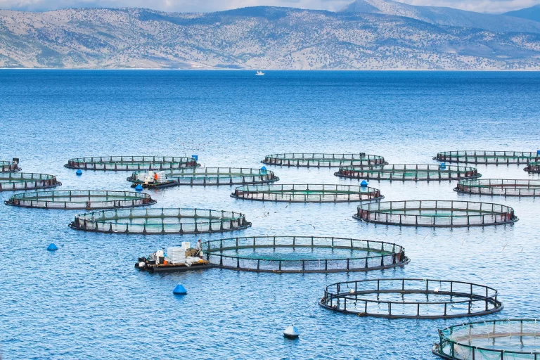 Optimising Aquaculture with Chlorine Dioxide