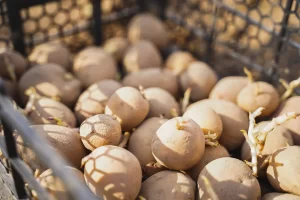 Enhancing Potato Storage with Chlorine Dioxide