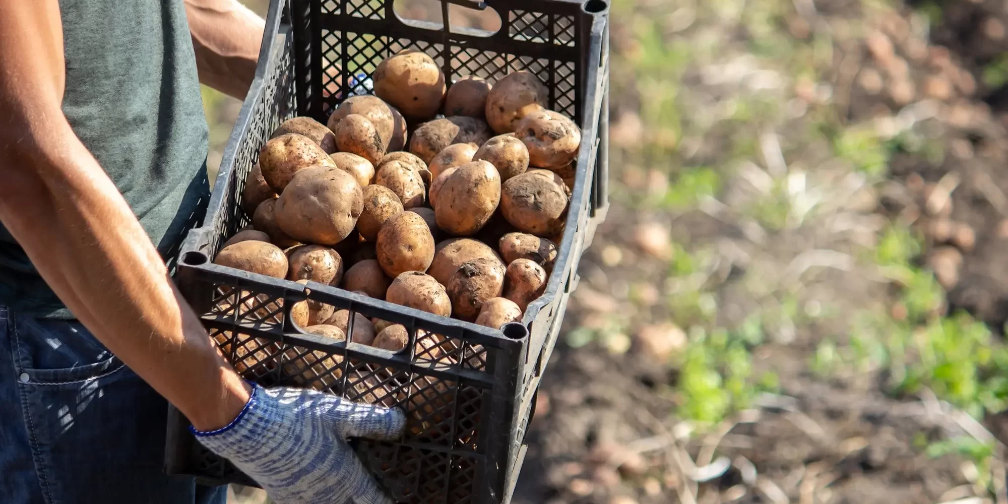 Enhancing Potato Storage with Chlorine Dioxide Enhancing Potato Storage with Chlorine Dioxide