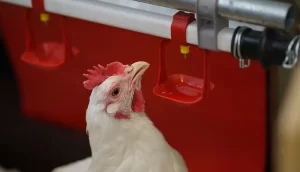 Drinking water in poultry farming