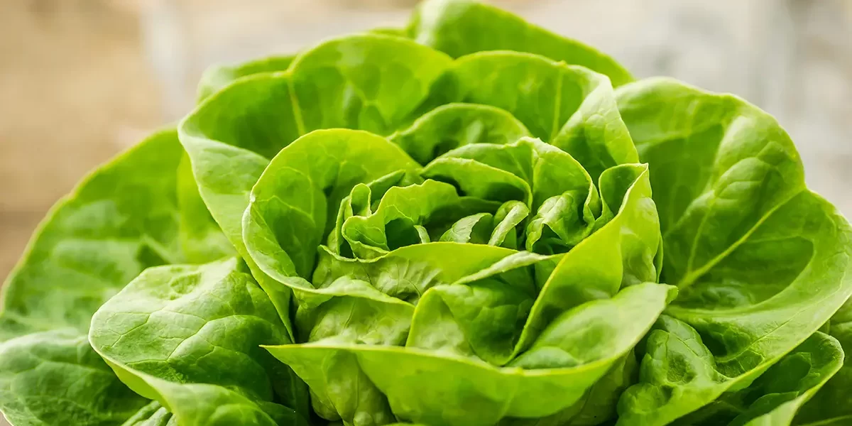 Chlorine Dioxide: A Game-Changer for Sustainable Arable Farming Practices