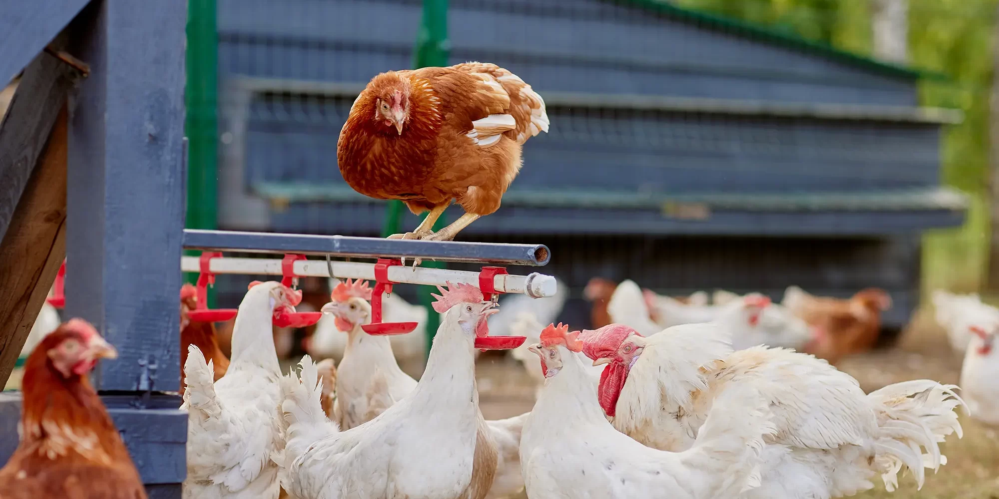Ensuring Clean Water and Disease Control in Poultry Farming