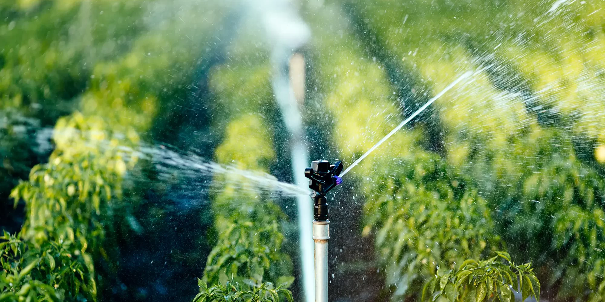 Water Quality in Agriculture