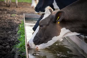 Dairy Milking Equipment