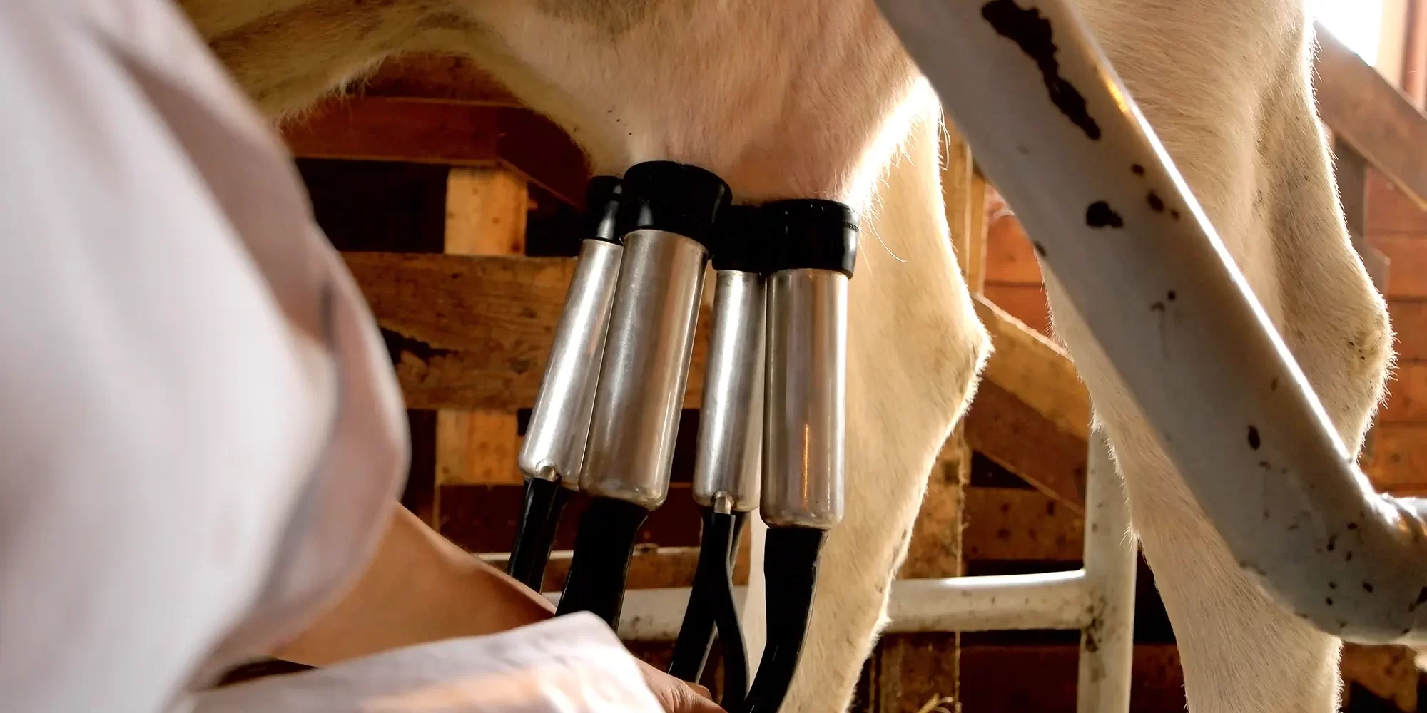 Dairy Milking Equipment Dairy Milking Equipment