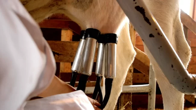 Dairy Milking Equipment Dairy Milking Equipment