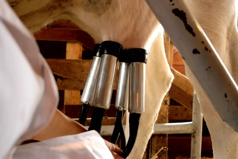 Dairy Milking Equipment