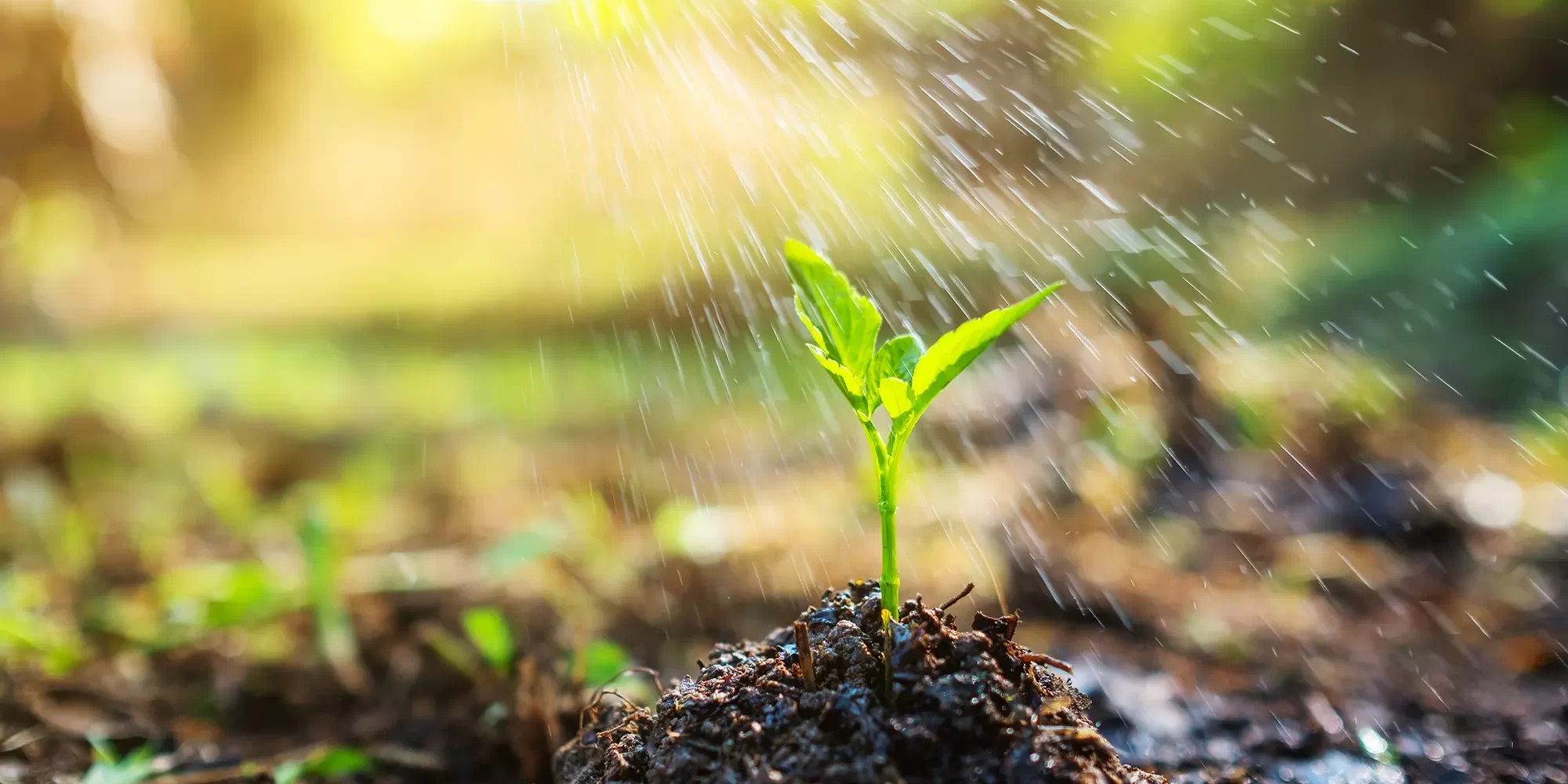 ClO2 and environment ClO2 and environment