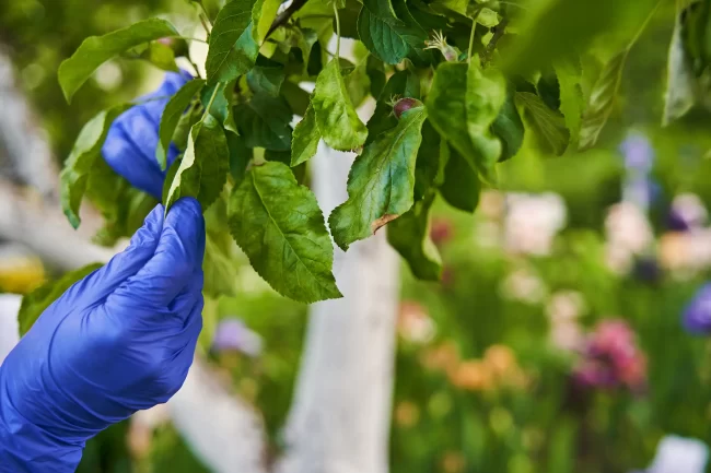 pesticides in horticulture